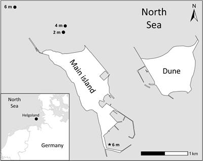 Varying photosynthetic quotients strongly influence net kelp primary production and seasonal differences increase under warming